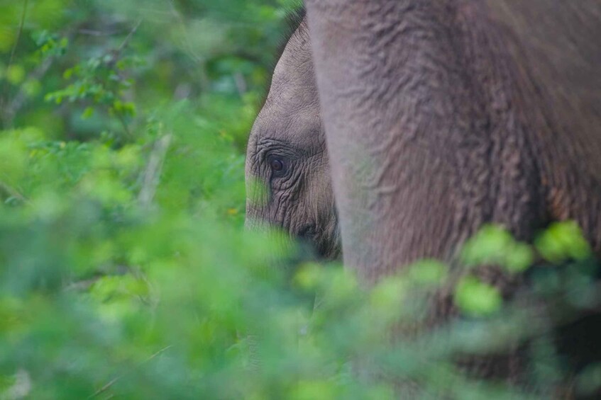 Picture 9 for Activity Yala National Park Wildlife safari from Galle