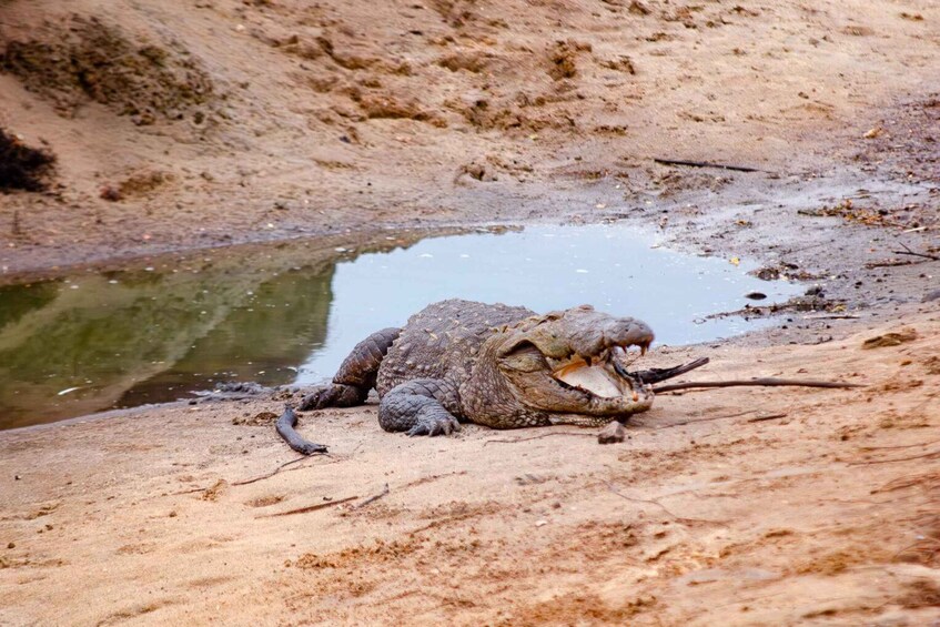 Picture 4 for Activity Yala National Park Wildlife safari from Galle