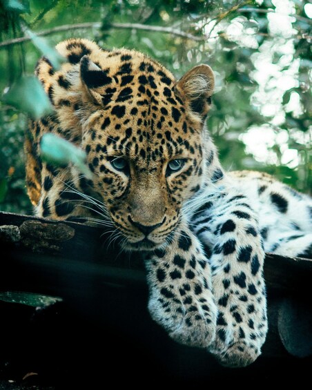 Picture 1 for Activity Sri Lanka 5-day guided tour