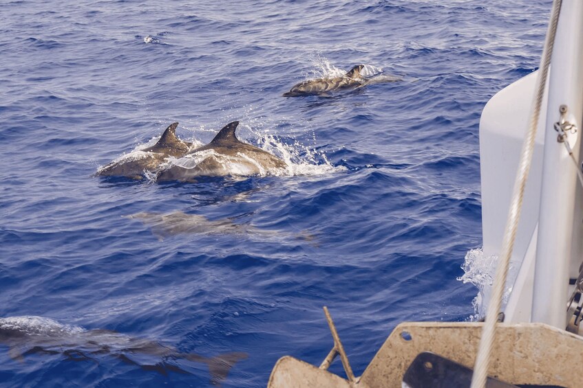 Picture 13 for Activity From Funchal: Cabo Girao Sunset Cruise on Luxury Catamaran
