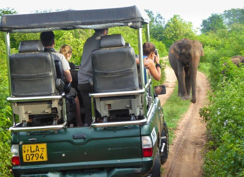 Picture 2 for Activity Udawalawe: Private Safari All Inclusive Day Trip with Lunch