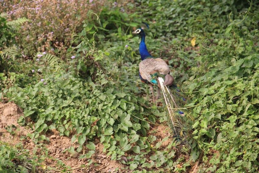 Picture 5 for Activity 3 Nights 4 Days Chitwan National Park with Tower Night Stay