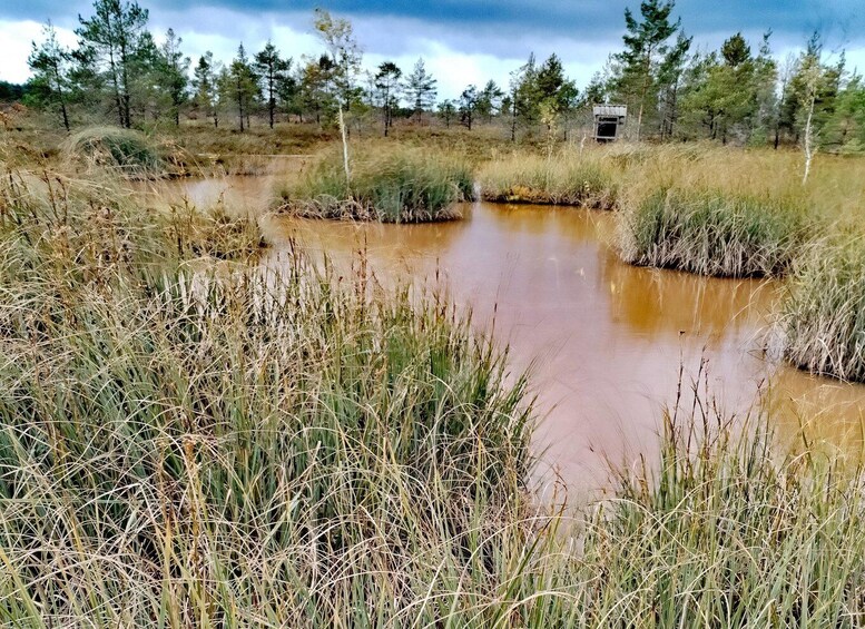 Picture 5 for Activity Kemeri National park Hiking trail (16 km)