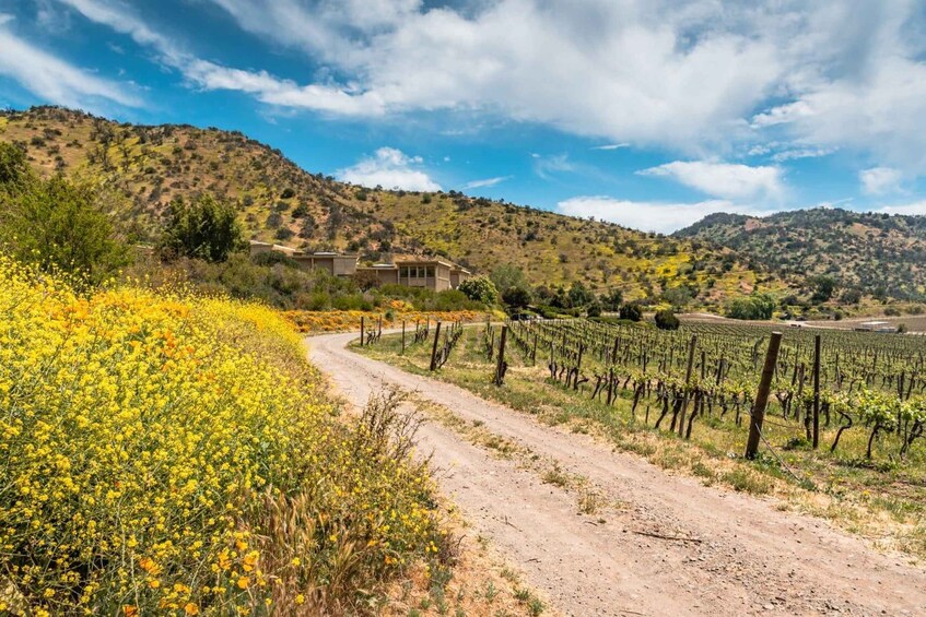 Picture 45 for Activity Wine Tour Maipo Valley