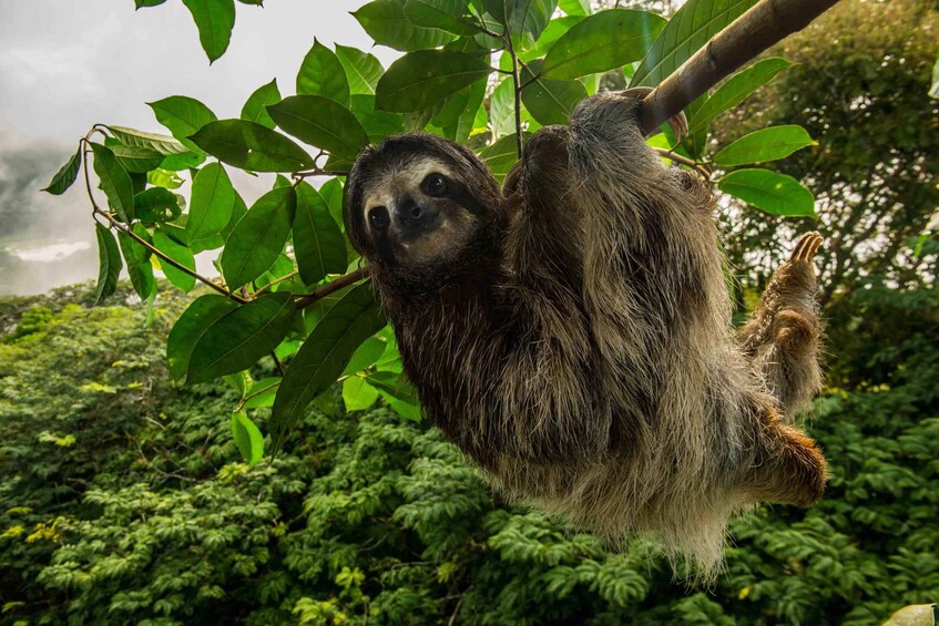 Picture 4 for Activity From Panama City: Aerial Tram and Sloth Sanctuary Tour