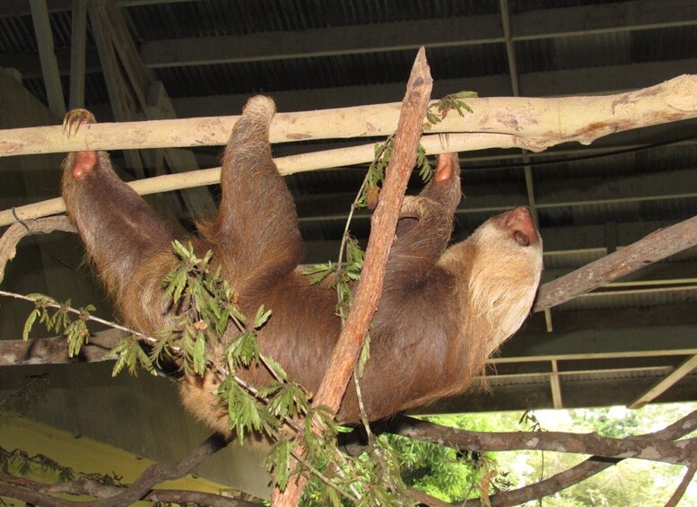 Picture 2 for Activity From Panama City: Aerial Tram and Sloth Sanctuary Tour
