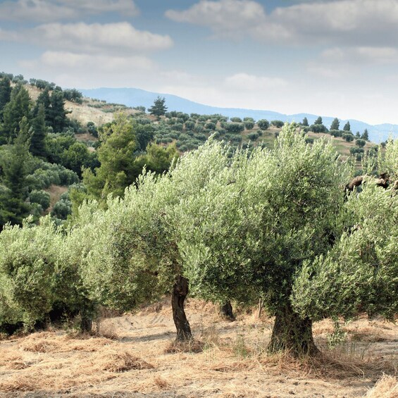 Picture 3 for Activity From Thessaloniki: Chalkidiki Hidden Gems Private Day Trip