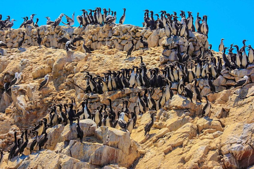 Picture 12 for Activity From Paracas: Ballestas Islands Guided Boat Tour