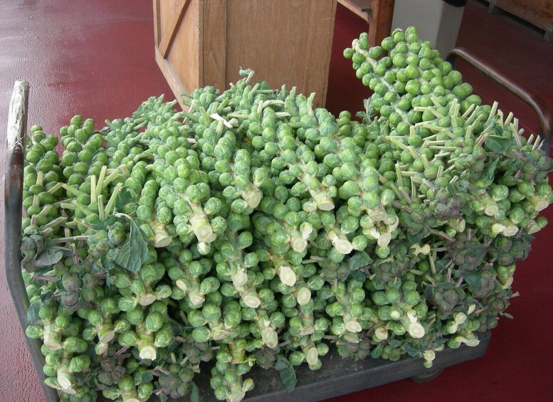 Picture 10 for Activity Monterey County Salinas Valley Farm Tour