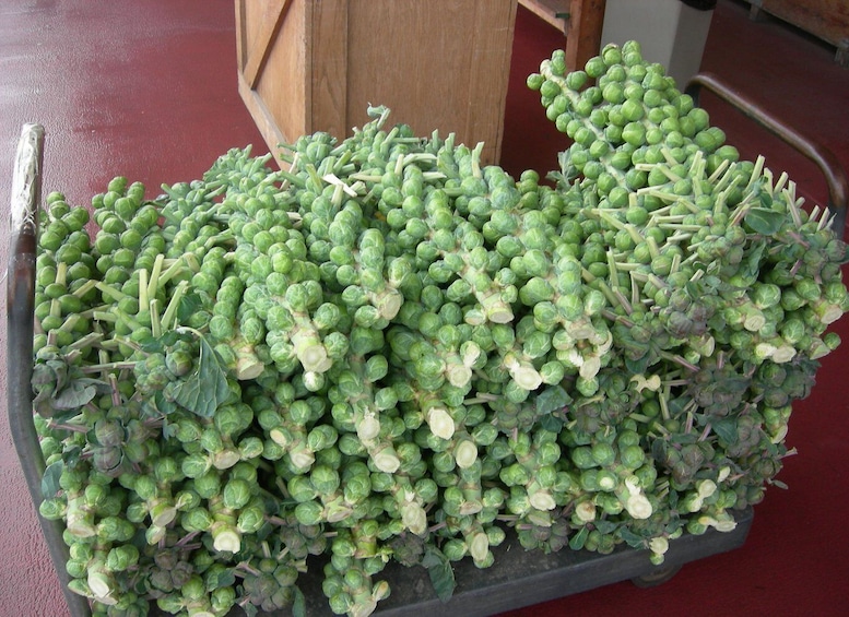 Picture 10 for Activity Monterey County Salinas Valley Farm Tour