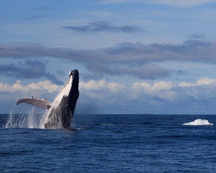 Picture 4 for Activity Buenaventura: Pacific Coast Whale Watching Tour