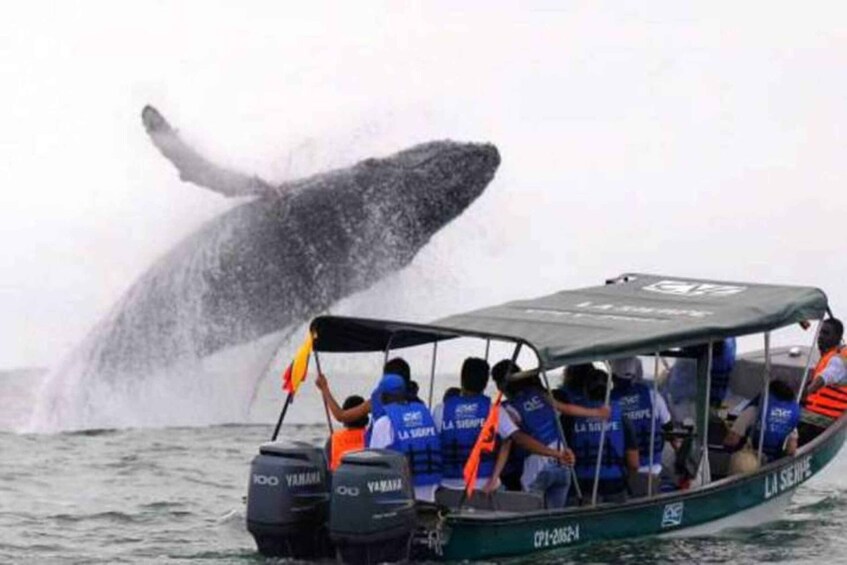 Picture 2 for Activity Buenaventura: Pacific Coast Whale Watching Tour