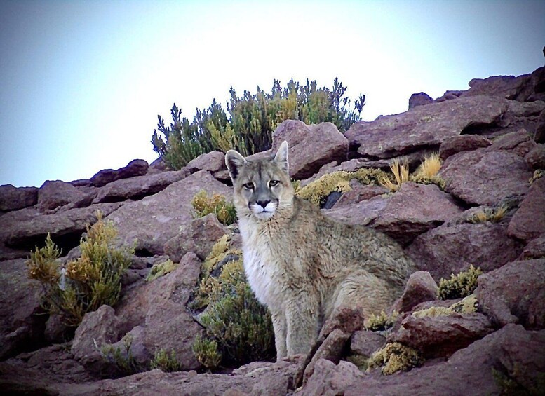 Picture 3 for Activity San Pedro de Atacama: Wildlife Safari and Photography Tour