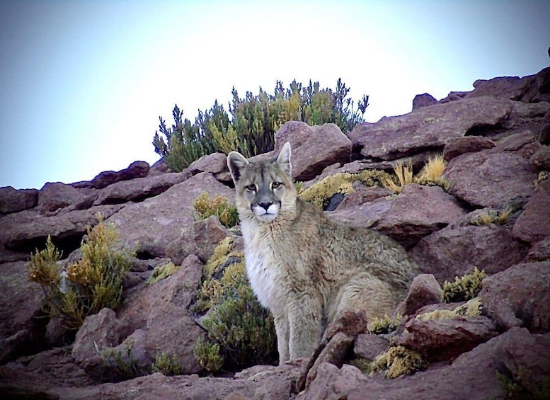 Picture 3 for Activity San Pedro de Atacama: Wildlife Safari and Photography Tour