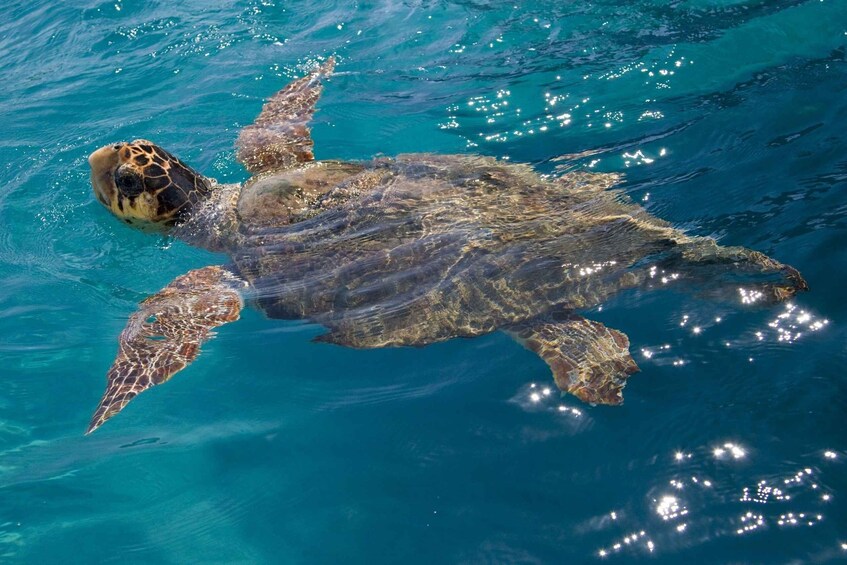 Picture 8 for Activity Laganas Zakynthos: Marathonissi, Keri Caves and Turtles Spot