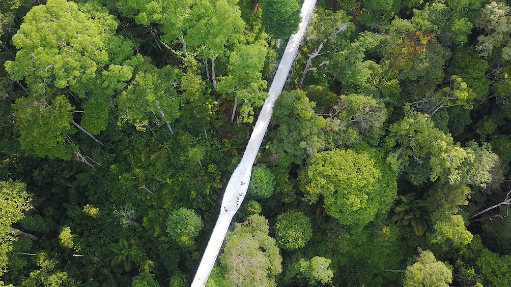 Private Penang Hill Habitat Nature Walk with Lunch
