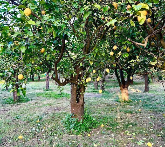 Picture 4 for Activity Sorrento Lemon Tour