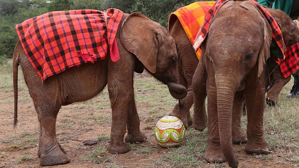 Nairobi: Elephants, Giraffes and Museum Small-Group Day Tour