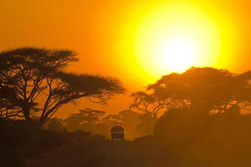 Picture 5 for Activity Ella: Transfer to Mirissa/Galle/Hikkaduwa & Yala Safari Tour