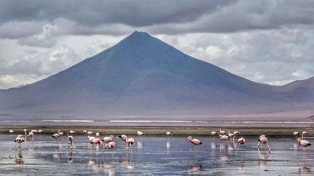 Picture 7 for Activity From Atacama Chile : 2-Day Uyuni Salt Flats Private Tour