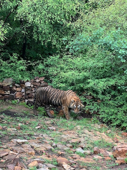 Picture 7 for Activity From Delhi: 3-Days Jaipur & Ranthambore Tiger Safari Tour
