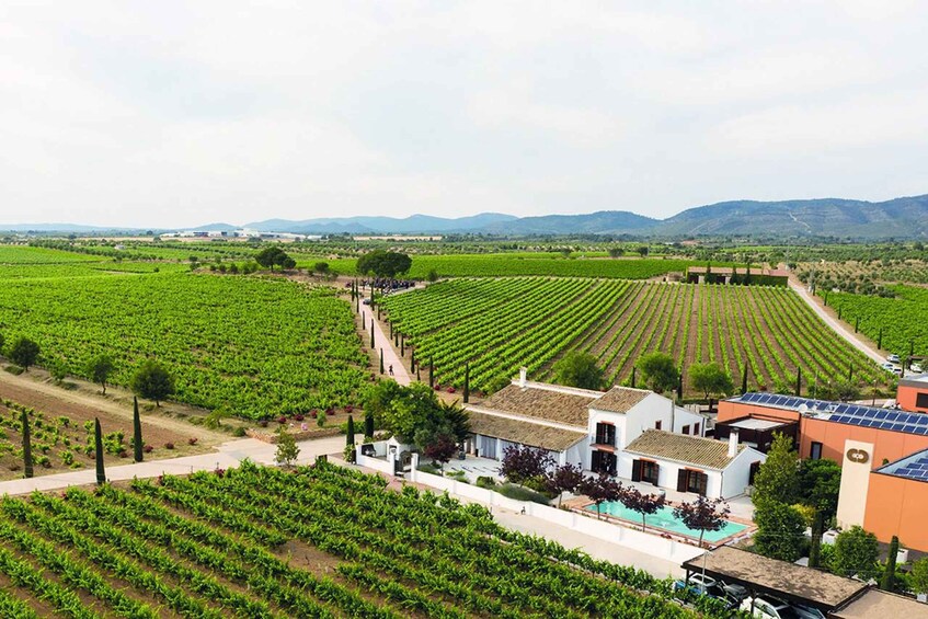 Picture 3 for Activity Valencia: Vineyard Tour with Local Wine Tasting & Appetizer