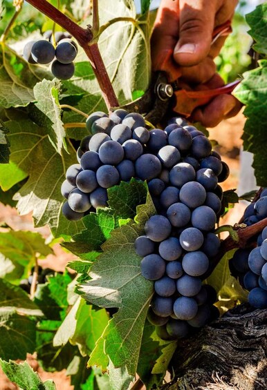 Picture 4 for Activity Valencia: Vineyard Tour with Local Wine Tasting & Appetizer