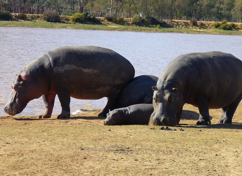 Picture 21 for Activity Aquila Reserve: Private Day Tour with Shared Game Drive