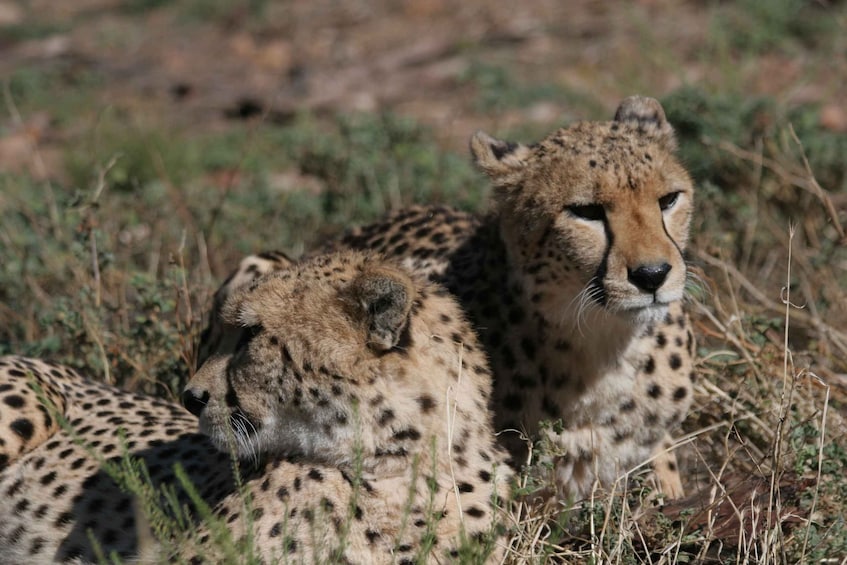 Picture 17 for Activity Aquila Reserve: Private Day Tour with Shared Game Drive