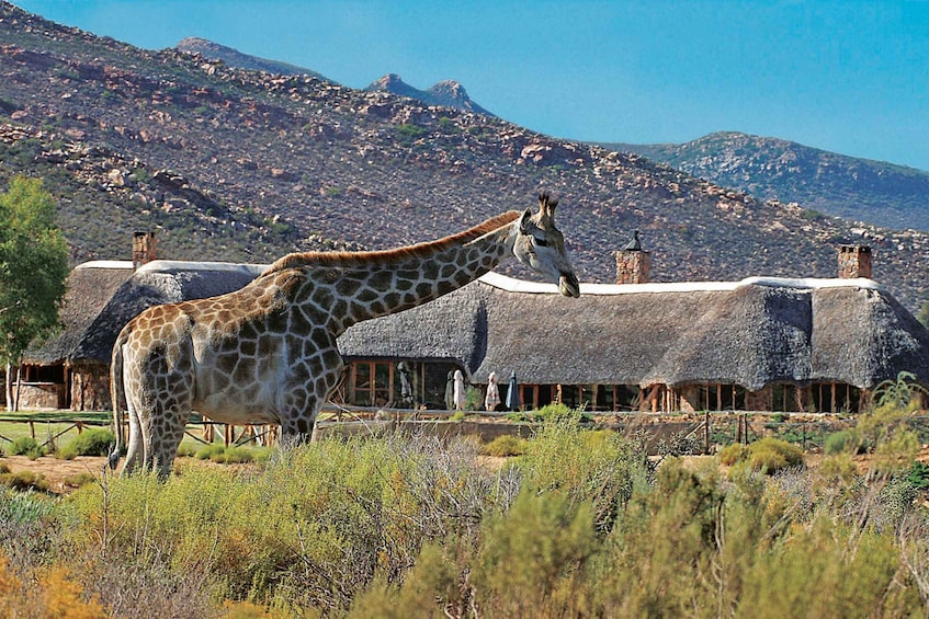 Aquila Reserve: Private Day Tour with Shared Game Drive