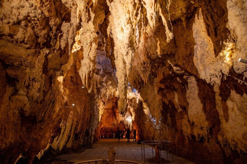 Picture 11 for Activity From Auckland: Waitomo Caves and Rotorua with Te Puia
