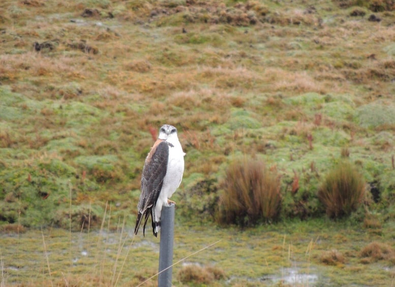 Picture 23 for Activity From Quito: Antisana and Condor Watching Guided Day Trip