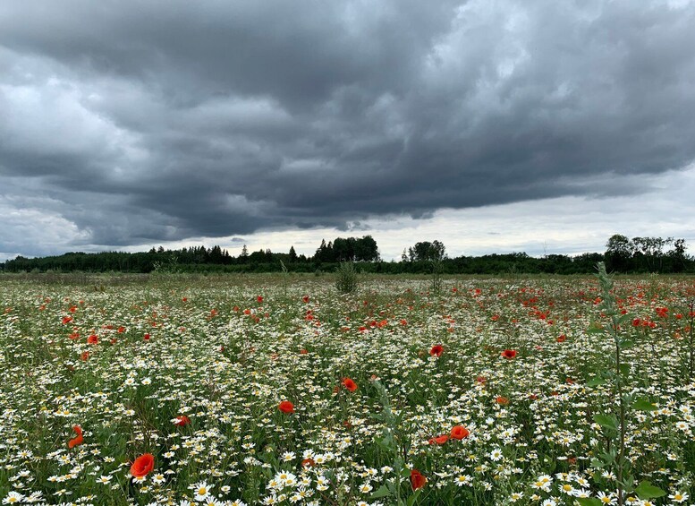 Picture 13 for Activity From Tallinn: Lahemaa National Park Day Trip