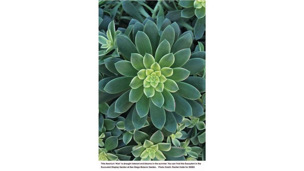 Picture 3 for Activity San Diego Botanical Garden Entry Ticket and Transportation