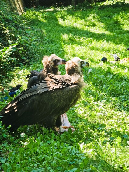 Picture 3 for Activity Prague: Prague Zoo Audio Guide with E-Ticket