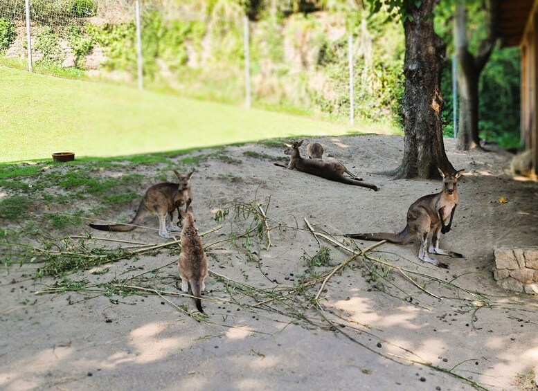 Picture 2 for Activity Prague: Prague Zoo Audio Guide with E-Ticket