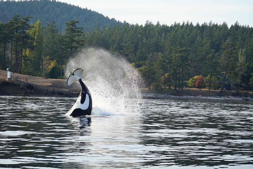 Picture 3 for Activity Lopez Island: Whale & Orca Boat Tour