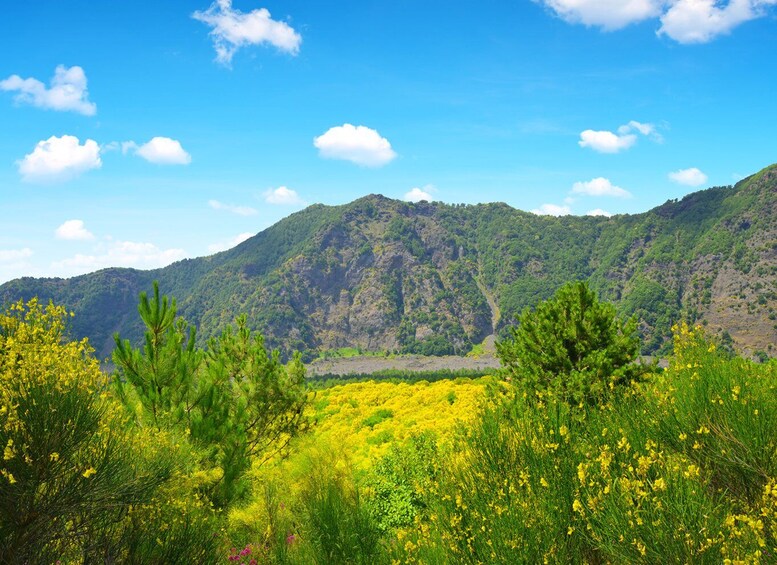 Picture 2 for Activity From Pompeii: Mt. Vesuvius Hike & Tour by Bus