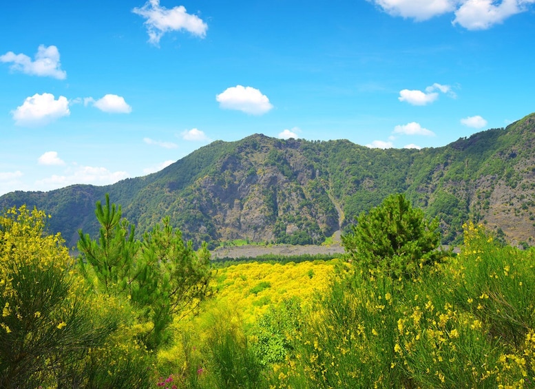 Picture 2 for Activity From Pompeii: Mt. Vesuvius Hike & Tour by Bus