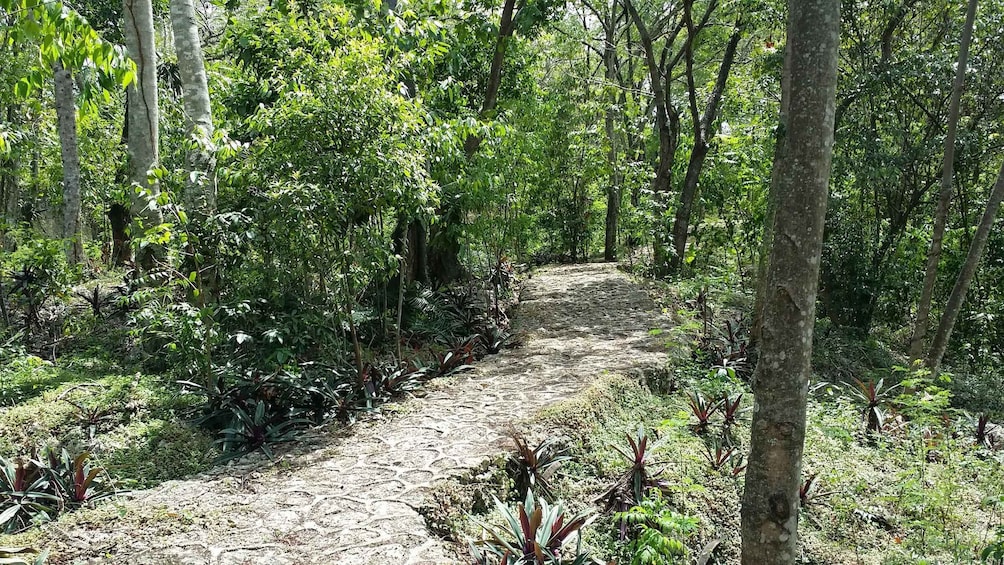 Picture 7 for Activity Santo Domingo: Natural Treasures of the City