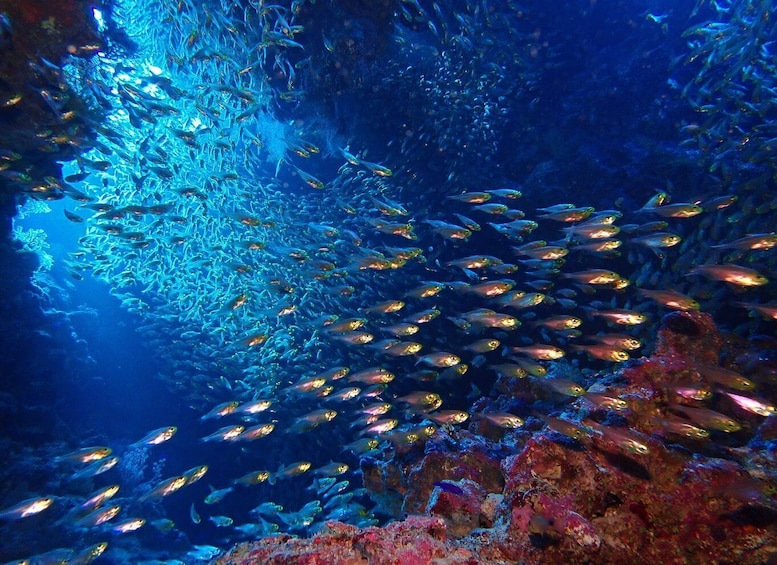 Picture 3 for Activity Lisbon: Try Dive in Arrábida Natural Park and Marine Reserve