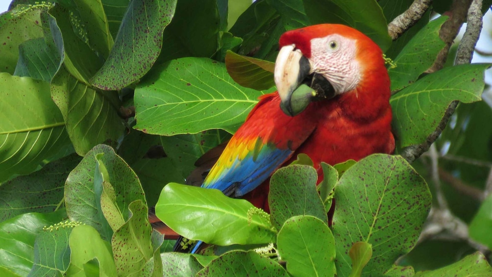 Picture 2 for Activity Uvita - Dominical: Private Kayak Tour - Mangroves of Terraba