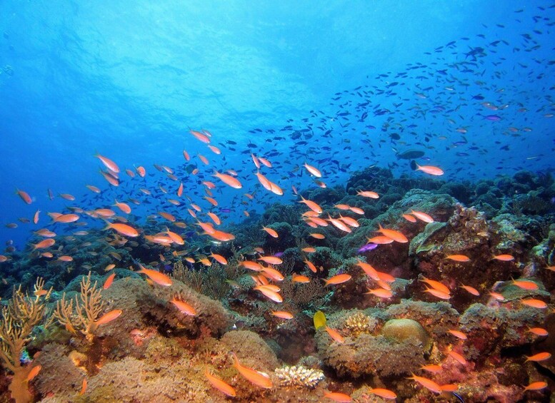 Picture 1 for Activity Scuba Diving in Hikkaduwa