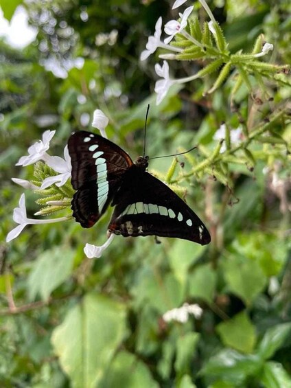Picture 41 for Activity From Chiang Mai: Doi Saket Hiking Tour with Lunch
