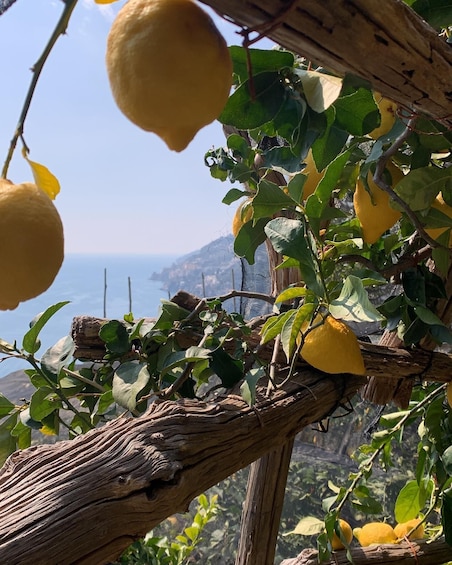 SALERNO: Easy Hiking Path of Lemons • Maiori Minori Ravello