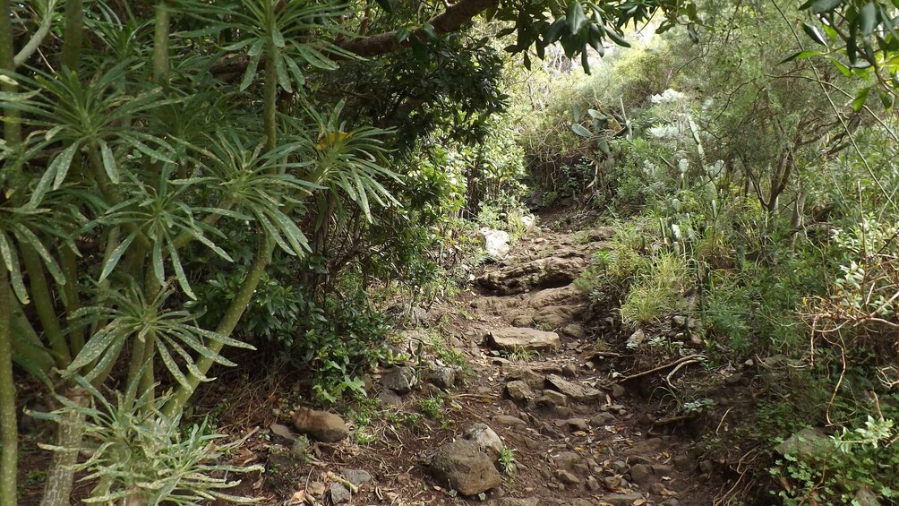 Picture 5 for Activity Santa Cruz de Tenerife: 2-Hour Hiking Tour in Anaga Forest