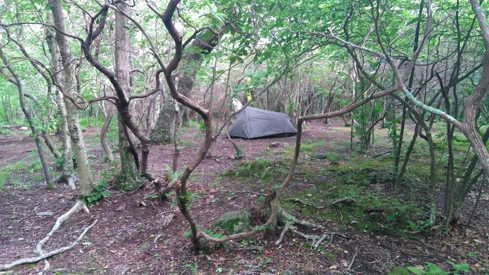 Picture 2 for Activity Santa Cruz de Tenerife: 2-Hour Hiking Tour in Anaga Forest