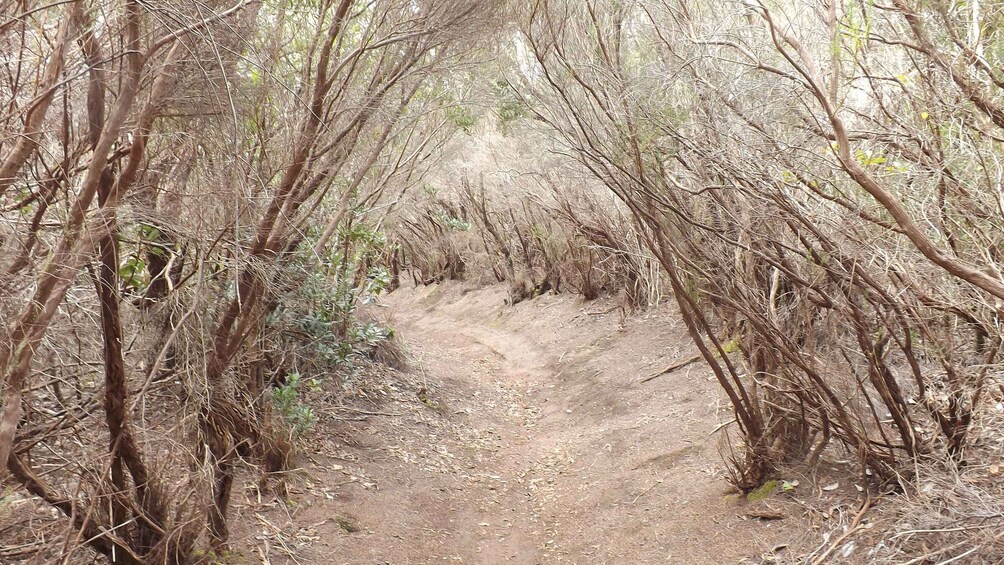 Picture 6 for Activity Santa Cruz de Tenerife: 2-Hour Hiking Tour in Anaga Forest