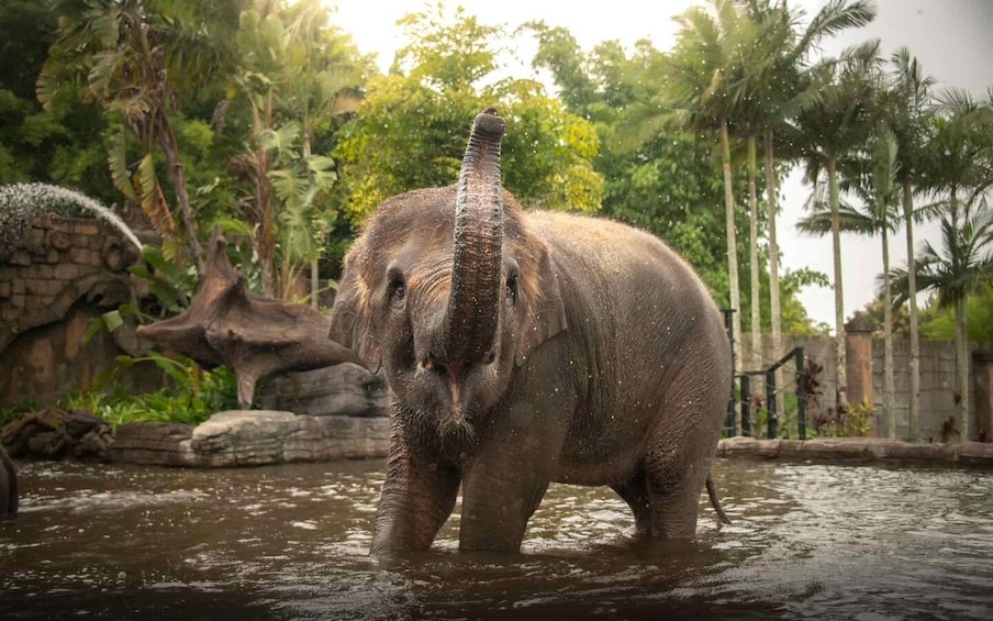 Picture 7 for Activity From Sunshine Coast: Australia Zoo Entry Ticket and Transfer