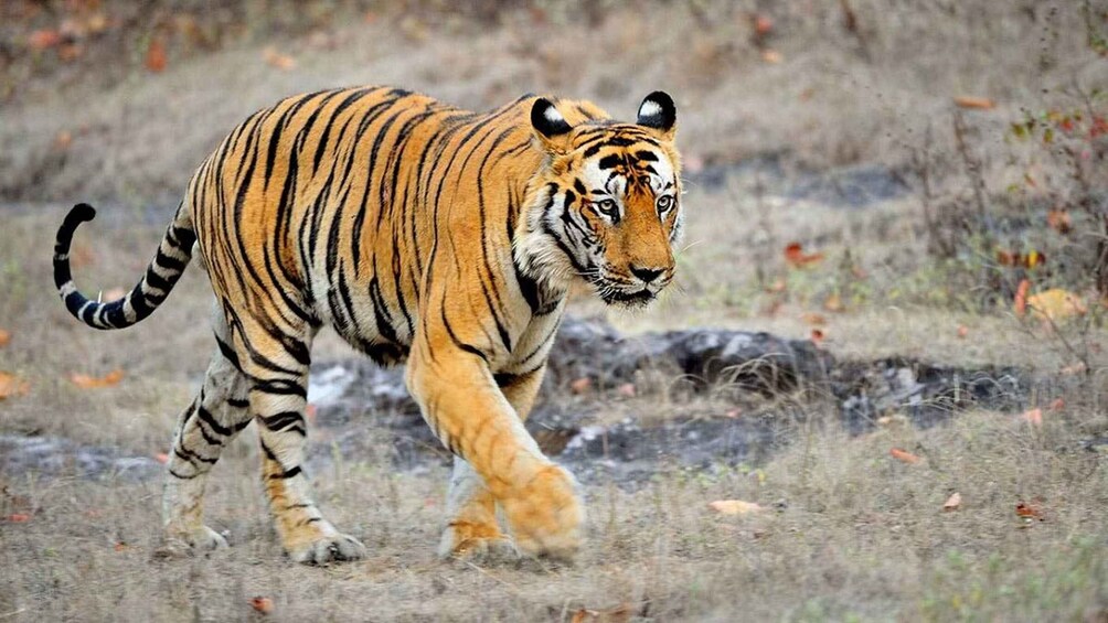 Picture 10 for Activity From Kathmandu: 3-Day Chitwan National Park Tour